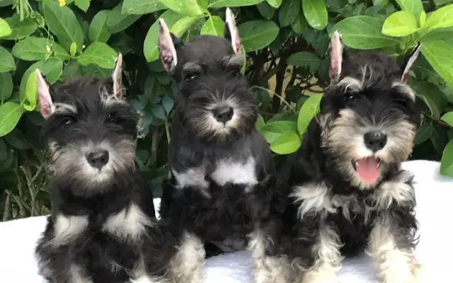 Reberstein's Miniature Schnauzers in Live Oak, FL