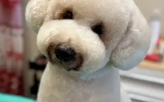 Heaven Scent Dog Grooming & ALT Grooming in Boise, ID
