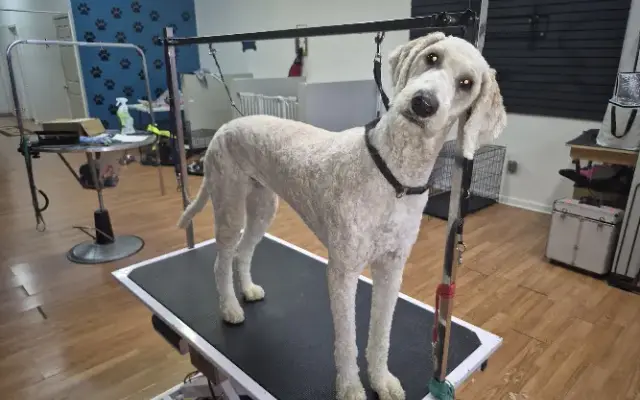 Loving FurBabies Dog Grooming Salon LLC in Lawrenceburg, KY
