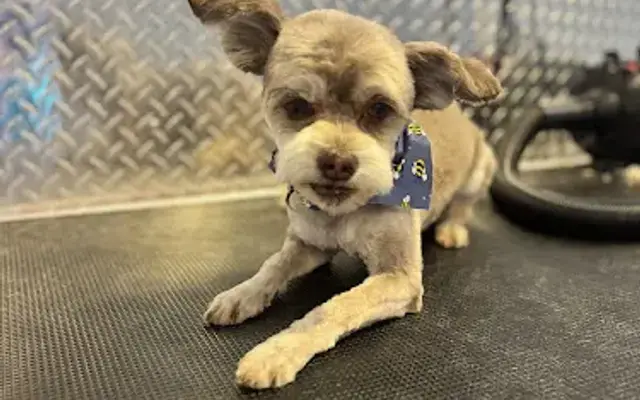 Soft paws grooming in Phoenix, AZ