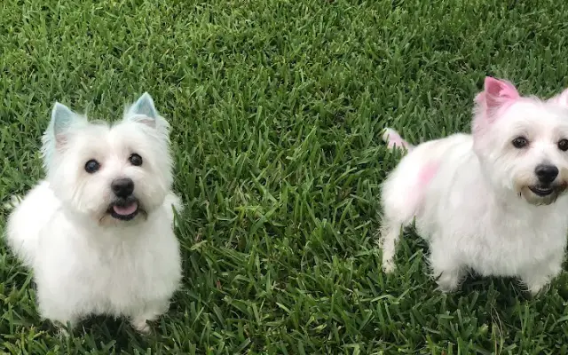 It's Groom Day! in Canyon Lake, TX