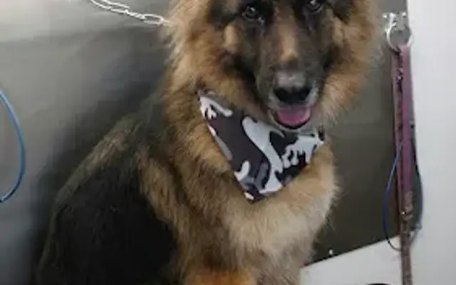 Rover Made Over - Mobile Pet Grooming Franklin, Brentwood, Belle Meade, 12 South, East Nashville in Brentwood, TN