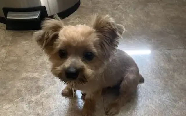 FurGo Mobile Grooming in North Springfield, VA