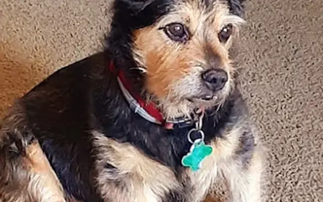 Clippendales Dog Grooming in Mingo Junction, OH