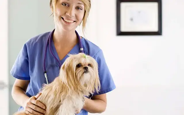 Springfield Animal Hospital in Springfield, OH