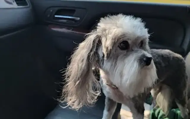 Classic Clips Pet Grooming in Eden Valley, MN