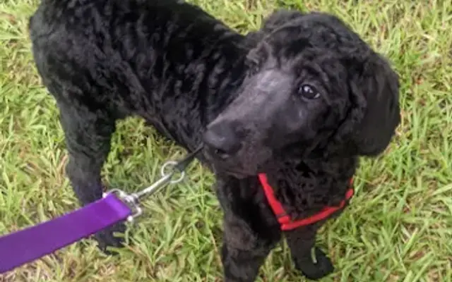 Simply Doodles Grooming and Breeding in Clayton, NC