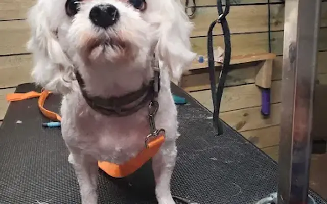 Susies dog grooming in Albert Lea, MN