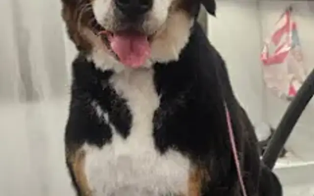 Paw Palace Mobile Grooming in Manassas Park, VA