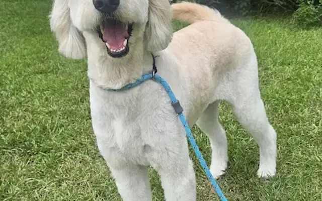 Happy Tails Pet Salon in Wilmington, NC