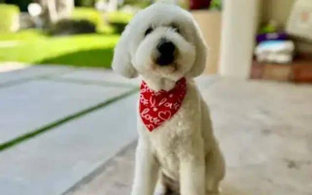 Photogenic Pupcuts Pet Grooms by Janet in Miami, FL