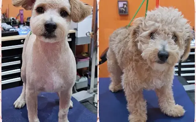 Sun's Pet Grooming in Rancho Palos Verdes, CA