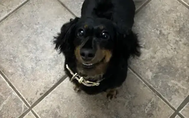 Pet Pawlor in Lubbock, TX