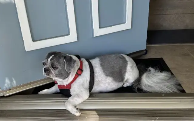 Mobile dog and cat grooming in Redlands, CA