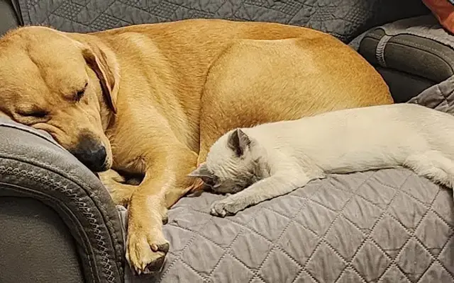 Johnson Creek Veterinary Care in Johnson Creek, WI