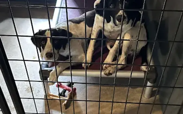 Norton Valleys Dog Barn in Colfax, WI