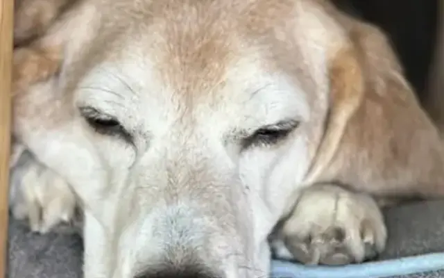Dogs On The Run in Vista, CA