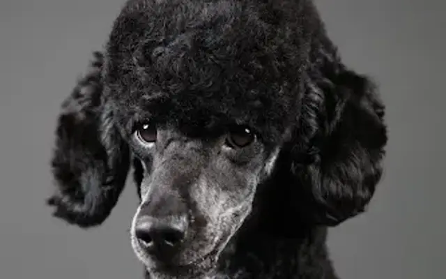 Furkids Pet Grooming - Salon and Mobile Pet Grooming in Delray Beach, FL