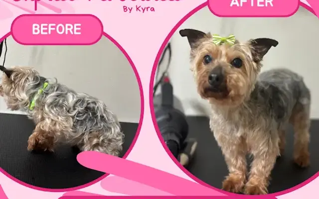 Express Pet Services by Kyra in Sherman, TX