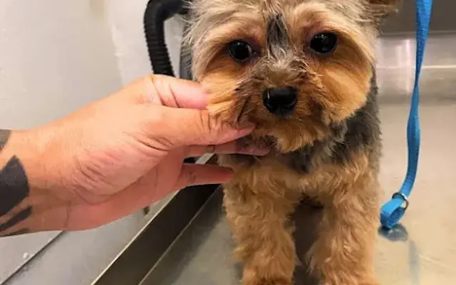 Fritzy's Pet Care Pros in Stanton, CA