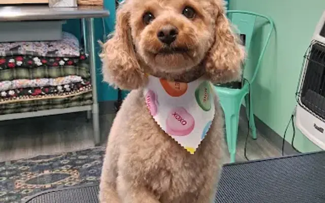 Pet-a-Cure Grooming Boutique in South Haven, MI
