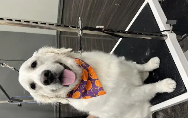 Pet Supplies Plus Watertown Grooming in Watertown, NY