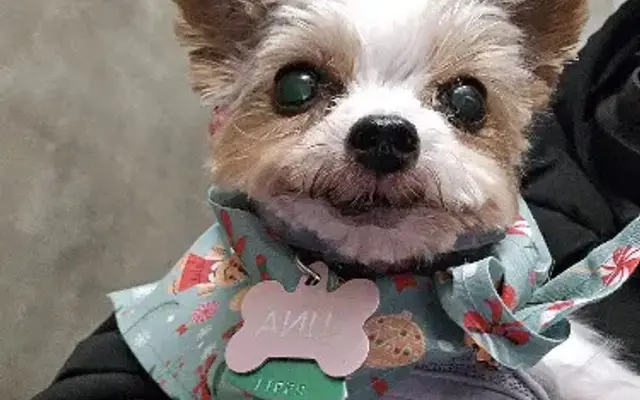 PetSmart Grooming in Plattsburgh, NY