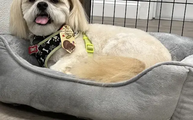 Muddy Paws Grooming in Melbourne, FL