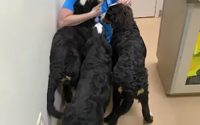 Albin Animal Hospital Mattoon in Mattoon, IL