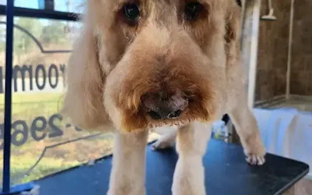 Pawz 4 Life mobile pet grooming in Annapolis, MD