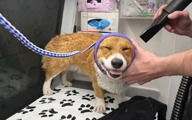 Boujee Basil’s Mobile Veterinary & Grooming in Evergreen, MT