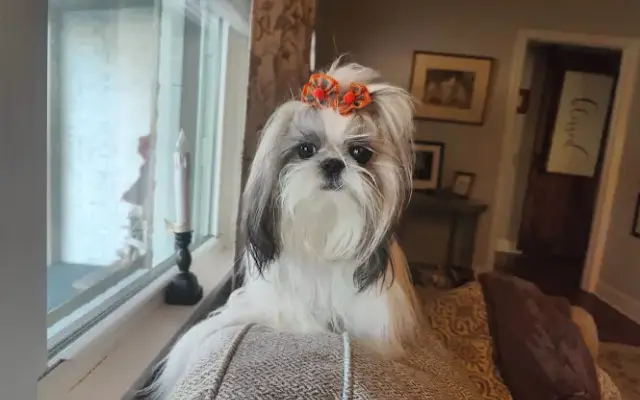 Lesmare Pet Spa & Resort in Tuscumbia, AL