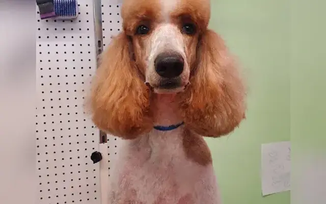 Pawsitively Perfect, LLC in Lucedale, MS