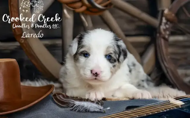 Crooked Creek Doodles & Poodles in Vicksburg, MS