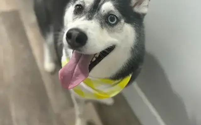 Bark in Style in Martinsville, OH
