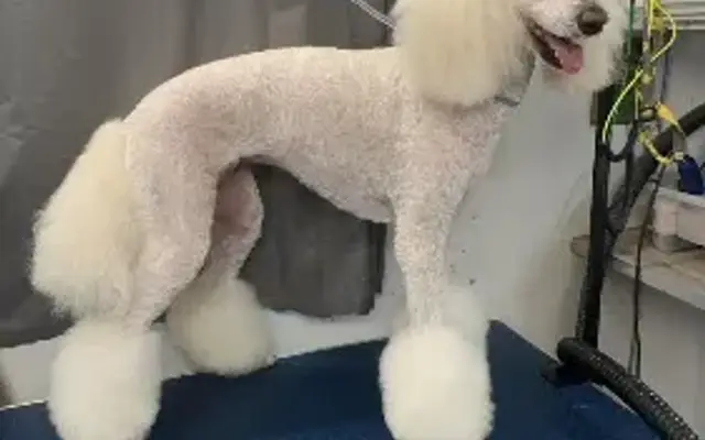 C&C Mobile Grooming in Arlington, TN