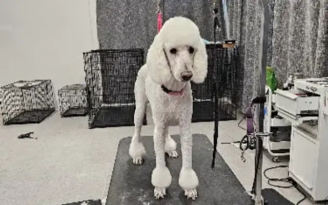 Just for Pets Affordable Bathing and Grooming in Sedro-Woolley, WA