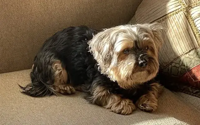 Must Love Dogs in Katonah, NY