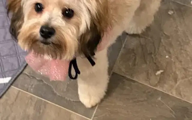 Hollywood Dog Salon in Hammonton, NJ