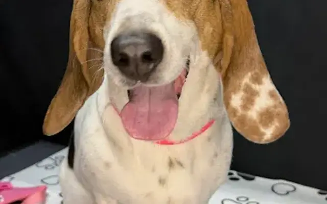 Daisy Pet Spa Llc in Marlboro, NY