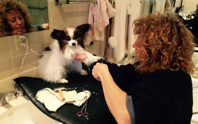 Nancy's Shaggy to Chic Mobile Dog Grooming in Cortlandt Manor, NY