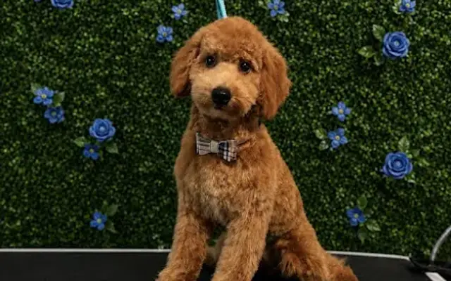Luxury Pawz Grooming in Columbia, SC