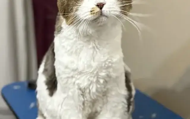 The Purr-fect Groom LLC in Malvern, AR