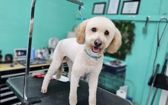 All In One Pet Parlor - Dog & Cat Grooming in Plant City, FL
