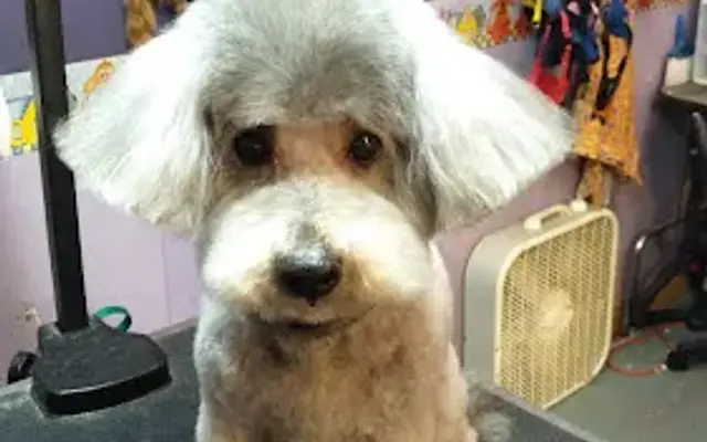 Hollywoof Pet Grooming in Royal Palm Beach, FL