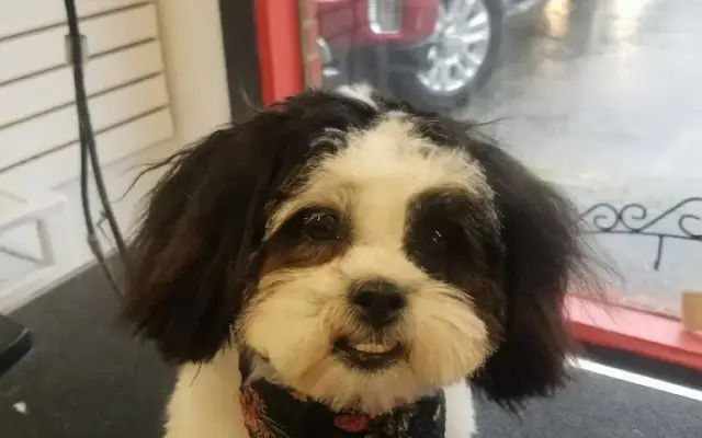 Pampered Pets in Ayer, MA