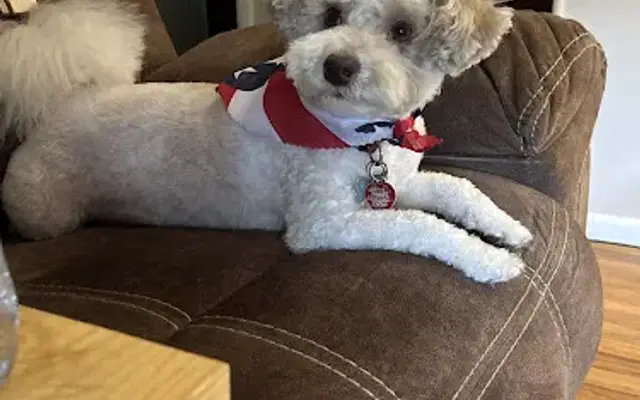 Dawns pet grooming in Whiting, NJ