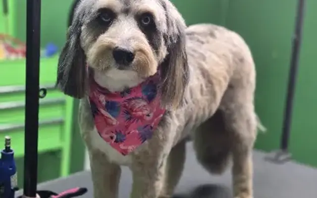 Pawsitively Purrfect Cuts by Summer in Anniston, AL