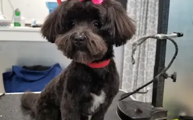 Transfurmations Boutique and Pet Spa in Clifton Park, NY
