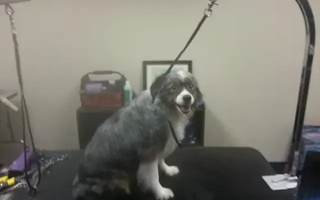 Furrsace Mobile Grooming in Fayetteville, PA